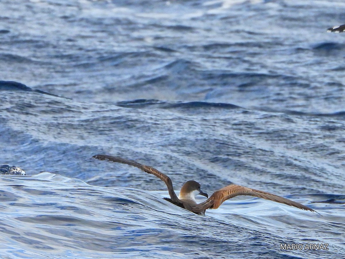 Great Shearwater - ML645448415