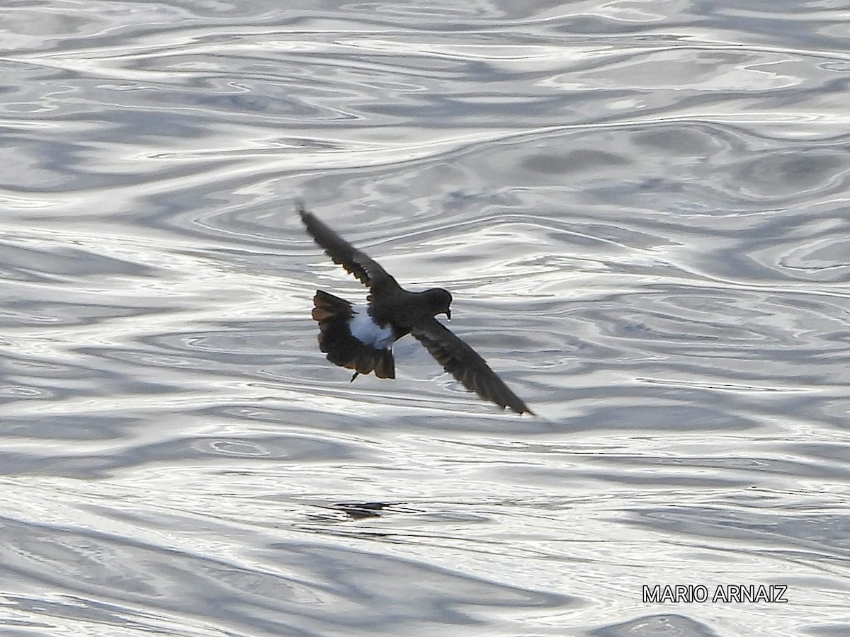 European Storm-Petrel - ML645448418