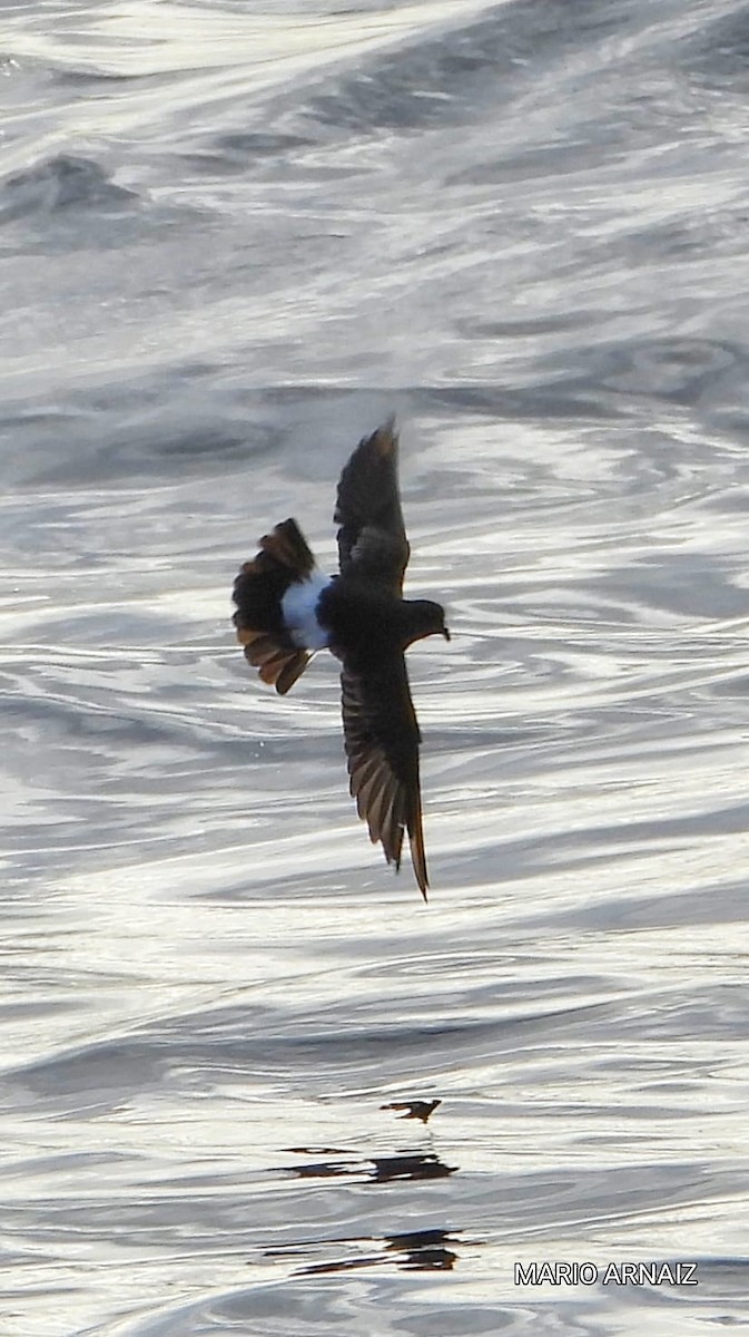 European Storm-Petrel - ML645448419