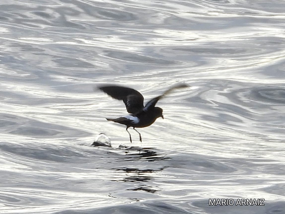 European Storm-Petrel - ML645448421