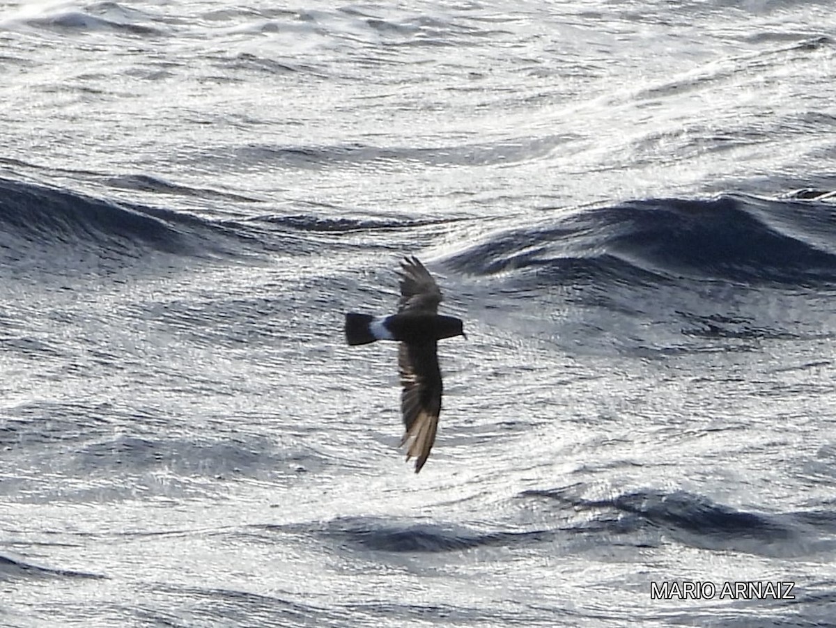 European Storm-Petrel - ML645448422