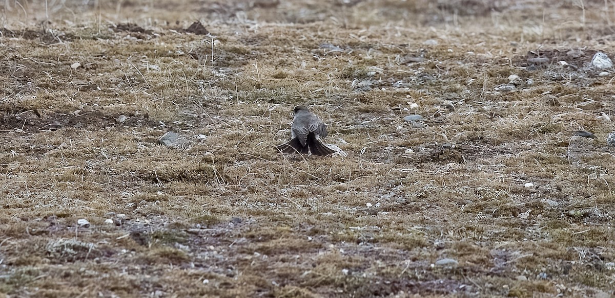 Dark-faced Ground-Tyrant - ML645448429