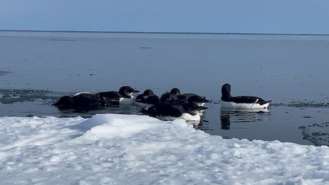 Thick-billed Murre - ML645448430