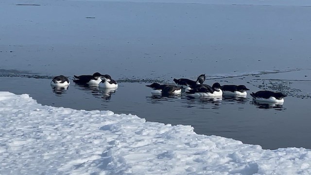 Thick-billed Murre - ML645448432