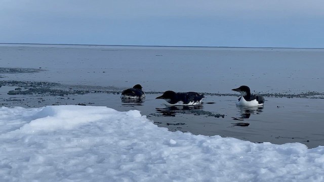 Thick-billed Murre - ML645448433