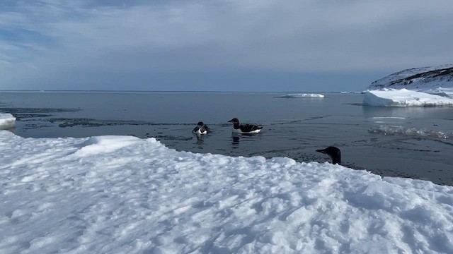 Thick-billed Murre - ML645448434