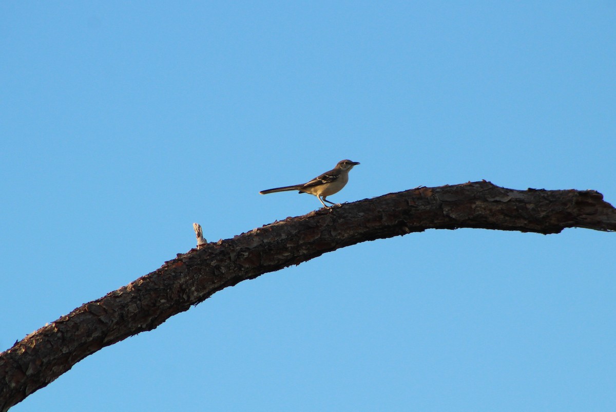 Northern Mockingbird - ML645448435