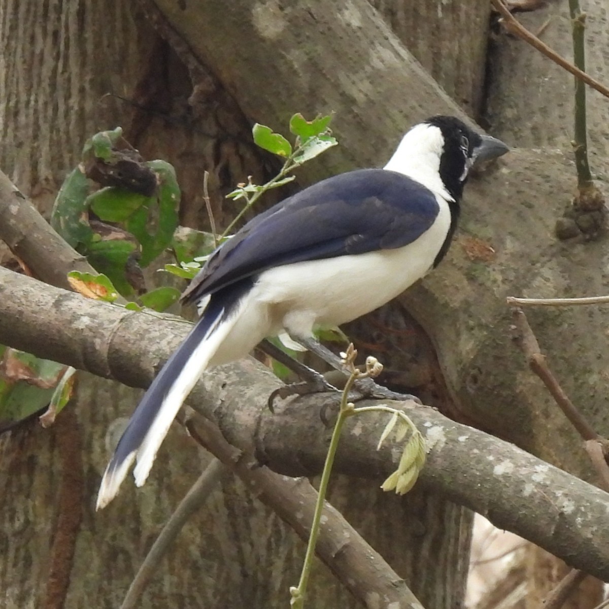 White-tailed Jay - ML645448437