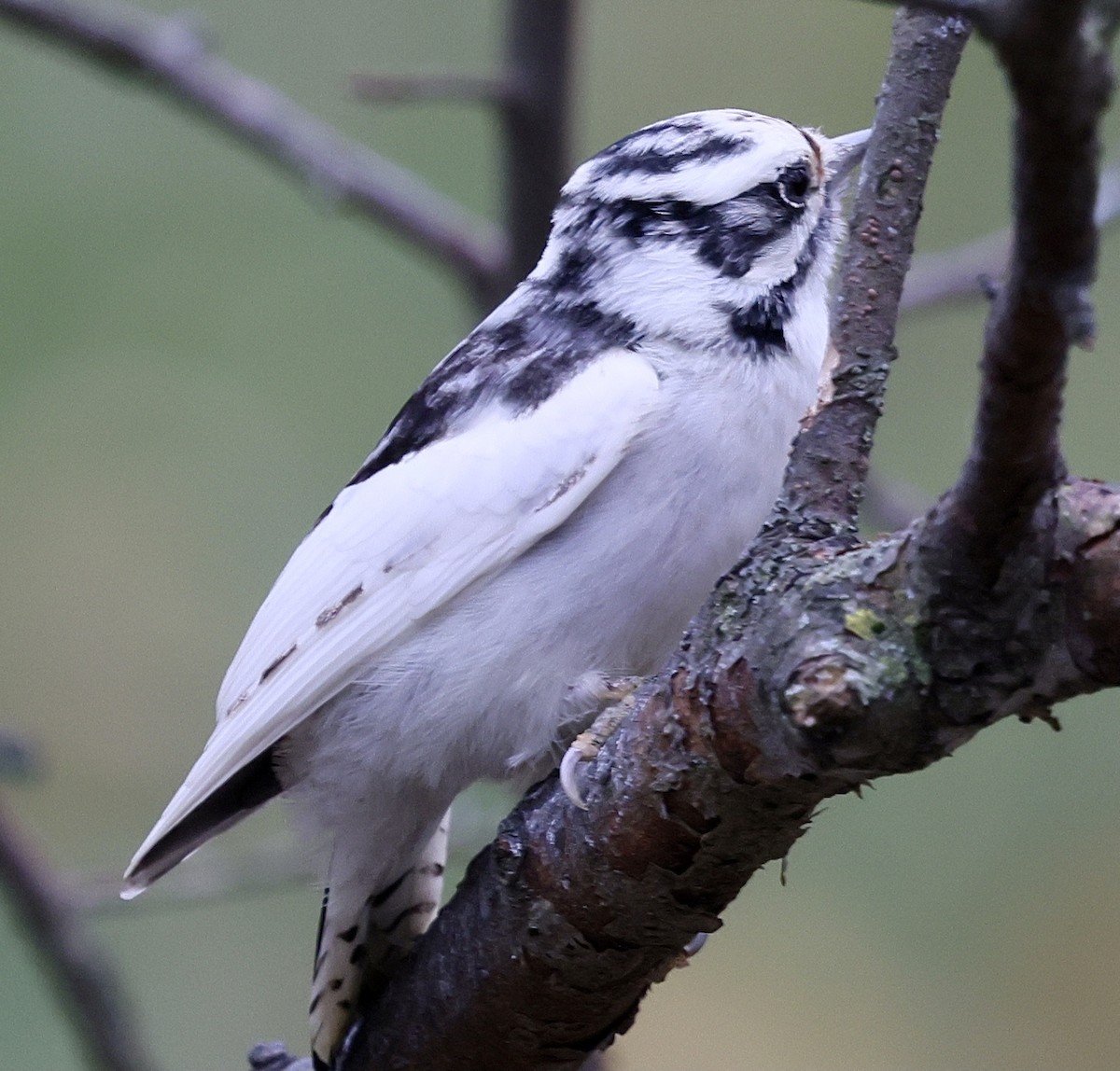 Downy Woodpecker - ML645448438