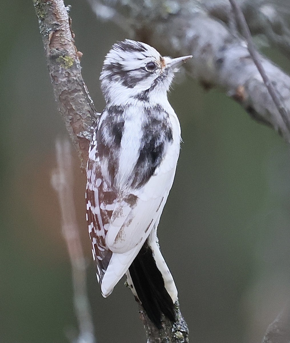 Downy Woodpecker - ML645448439