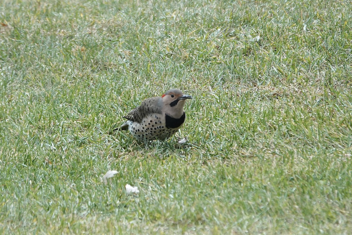 Northern Flicker - ML645448440