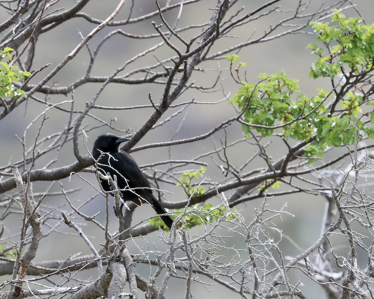 Austral Blackbird - ML645448448