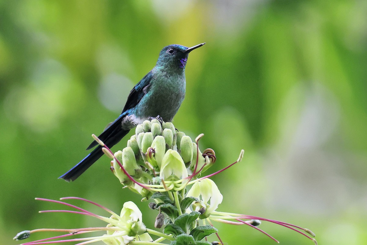 Long-tailed Sylph - ML645448449