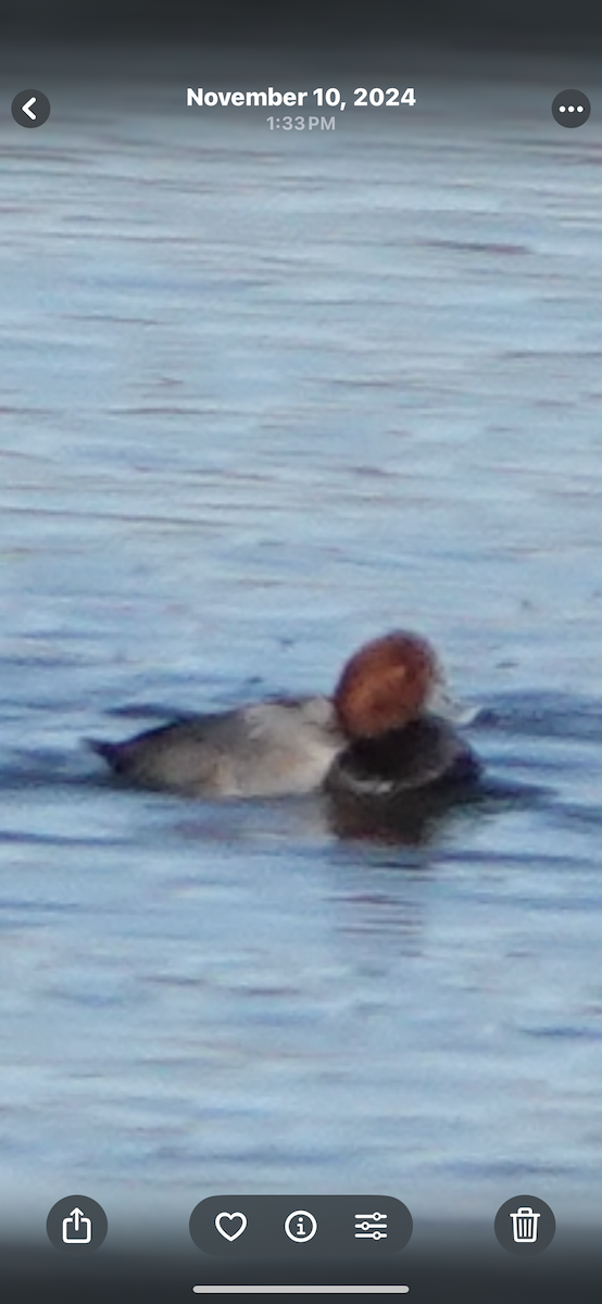 Redhead - ML645448450