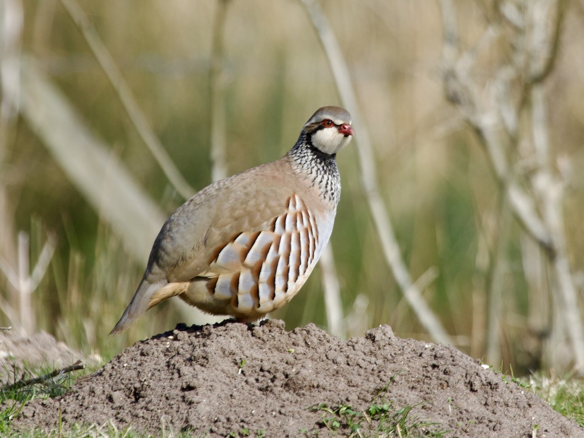 Red-legged Partridge - ML645448451