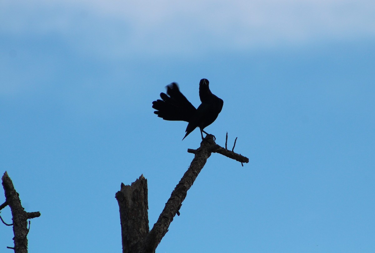 Boat-tailed Grackle - ML645448452