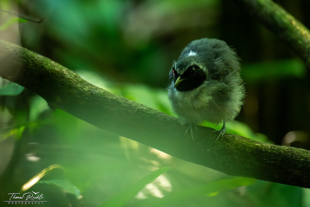 Black-faced Antbird - ML645448453