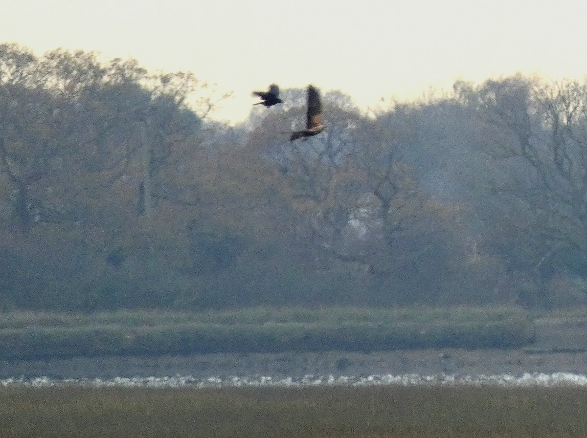 Western Marsh Harrier - ML645448454