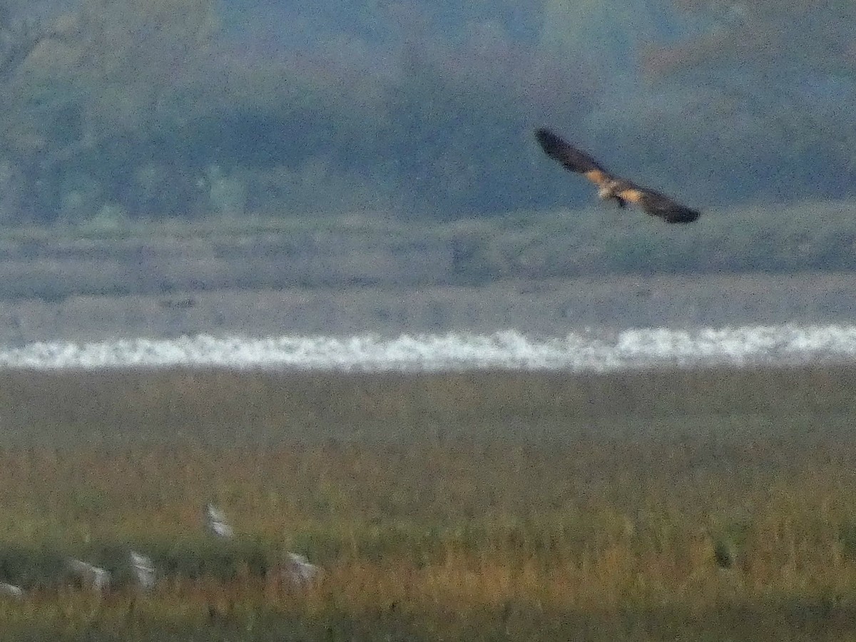 Western Marsh Harrier - ML645448455