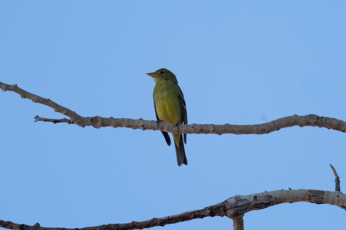 Western Tanager - ML645448458