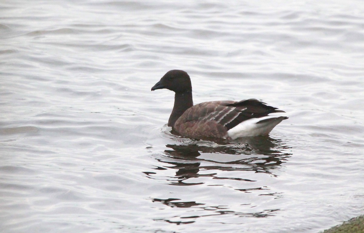 Brant - ML645448459