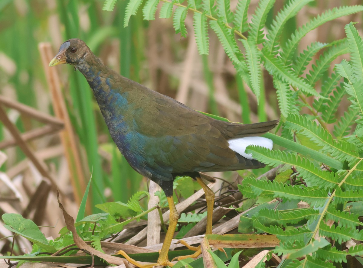 Purple Gallinule - ML645448462