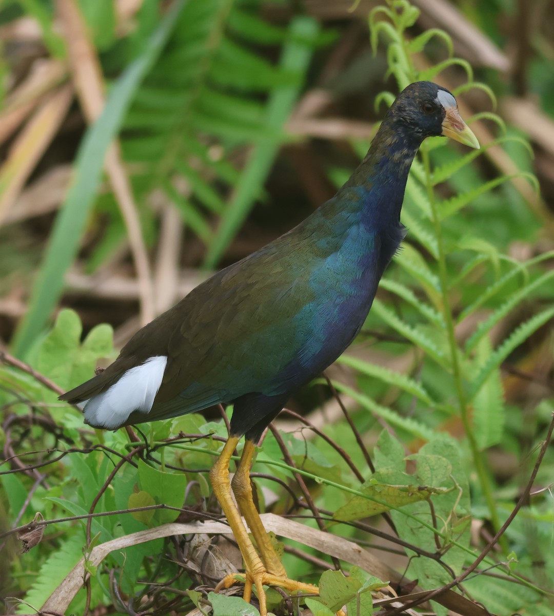Purple Gallinule - ML645448463