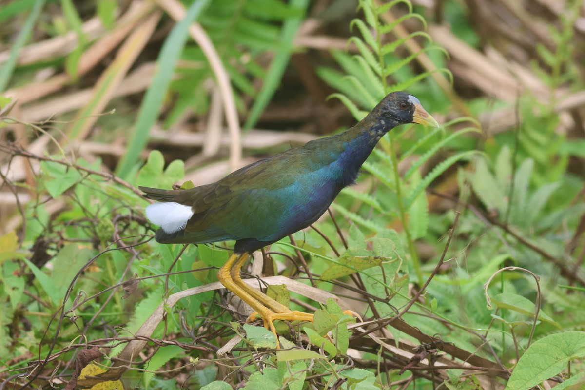 Purple Gallinule - ML645448464