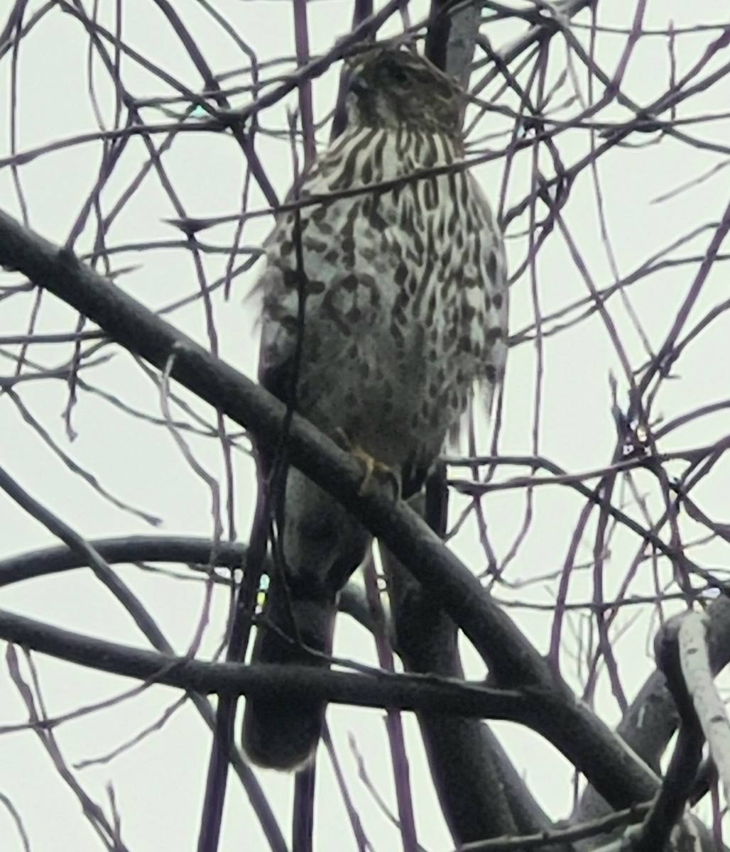 Cooper's Hawk - ML645448465
