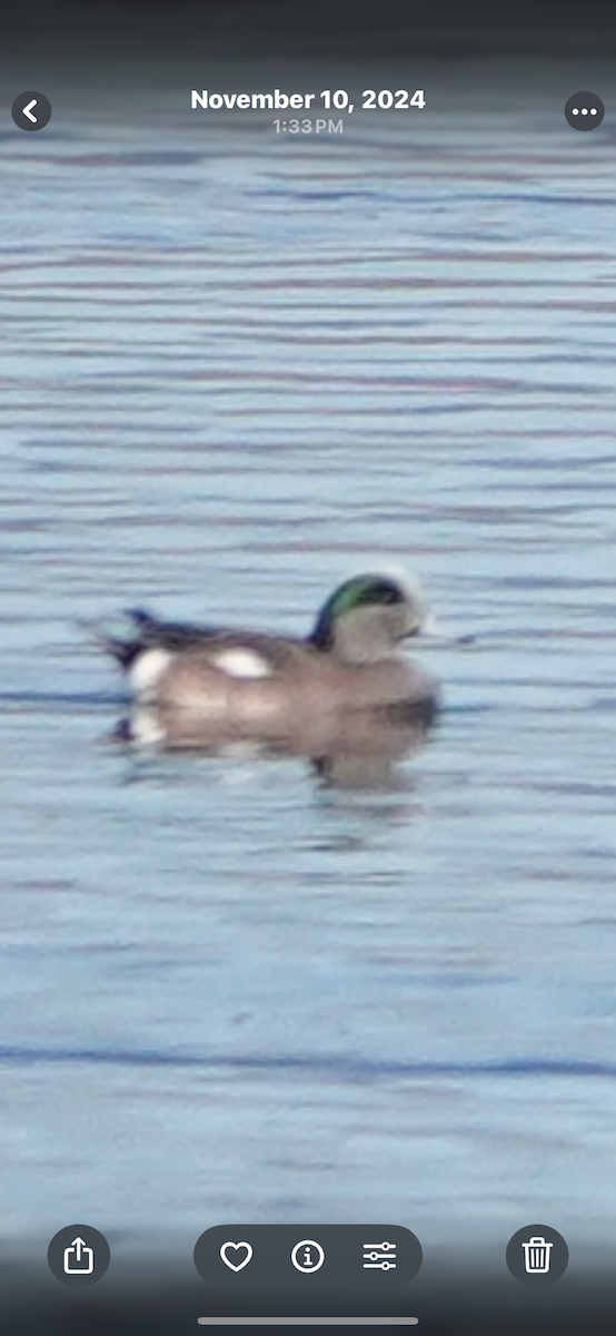 American Wigeon - ML645448466