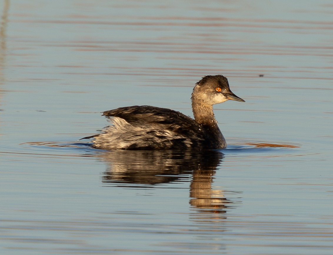 Grèbe à cou noir - ML645448467