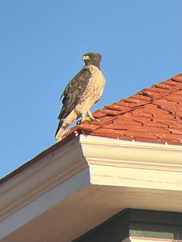 Red-tailed Hawk - ML645448474
