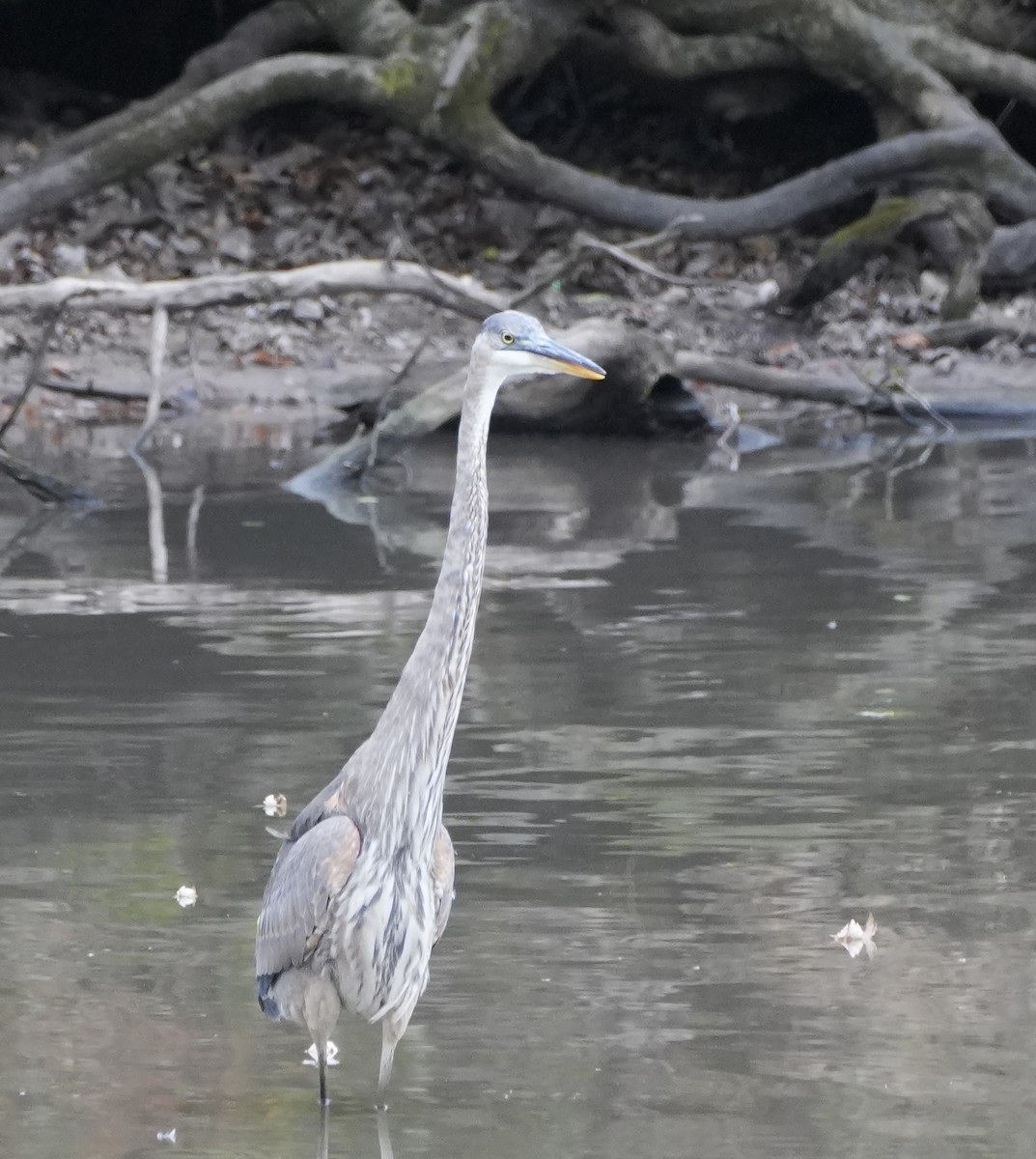Great Blue Heron - ML645448475
