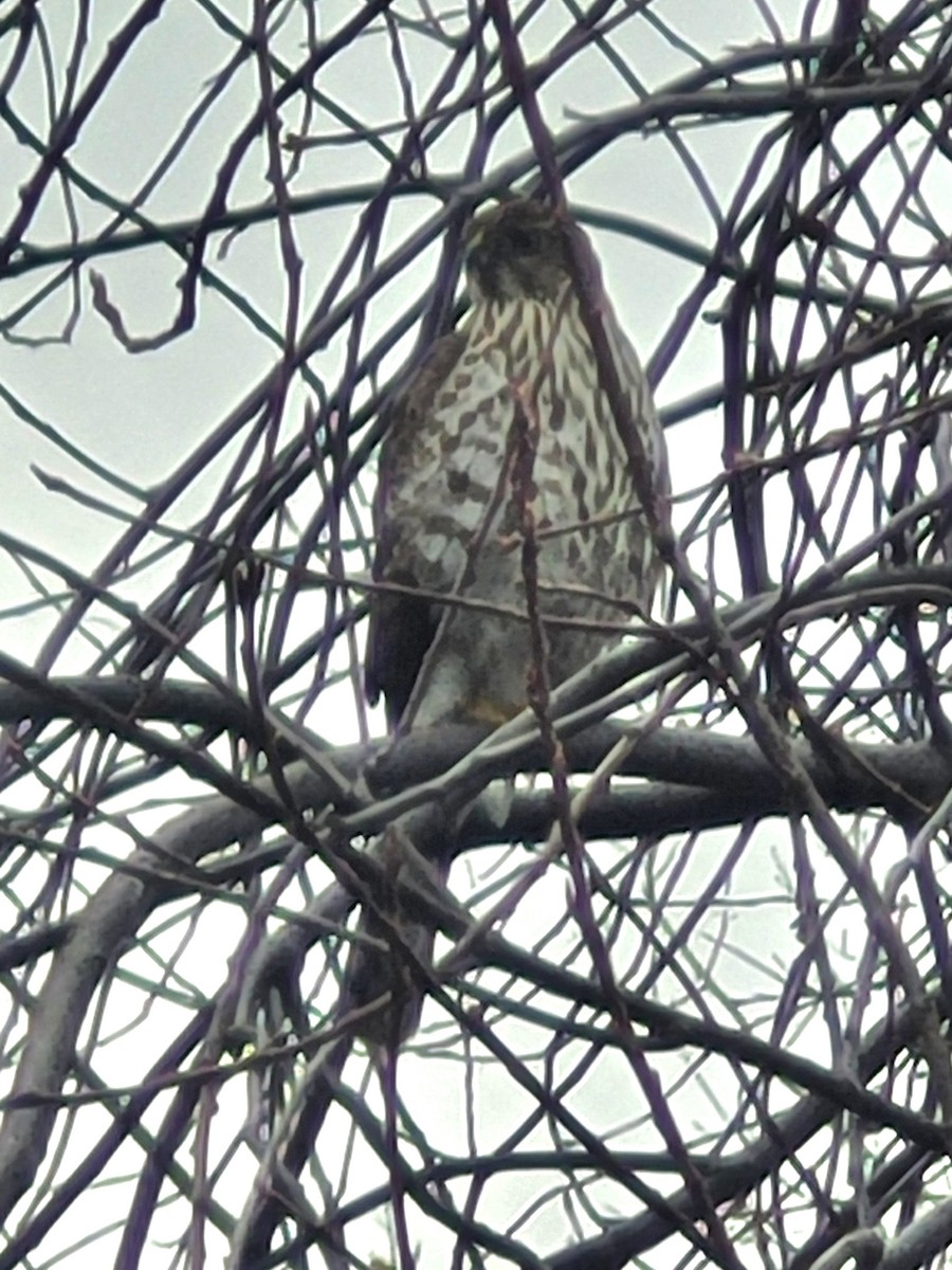 trostehauk - ML645448477