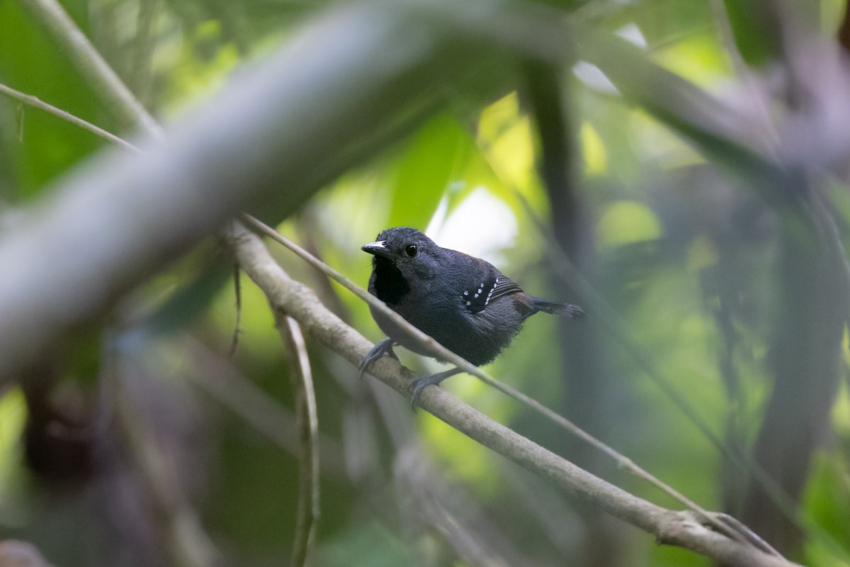 Ornate Stipplethroat - ML645448485