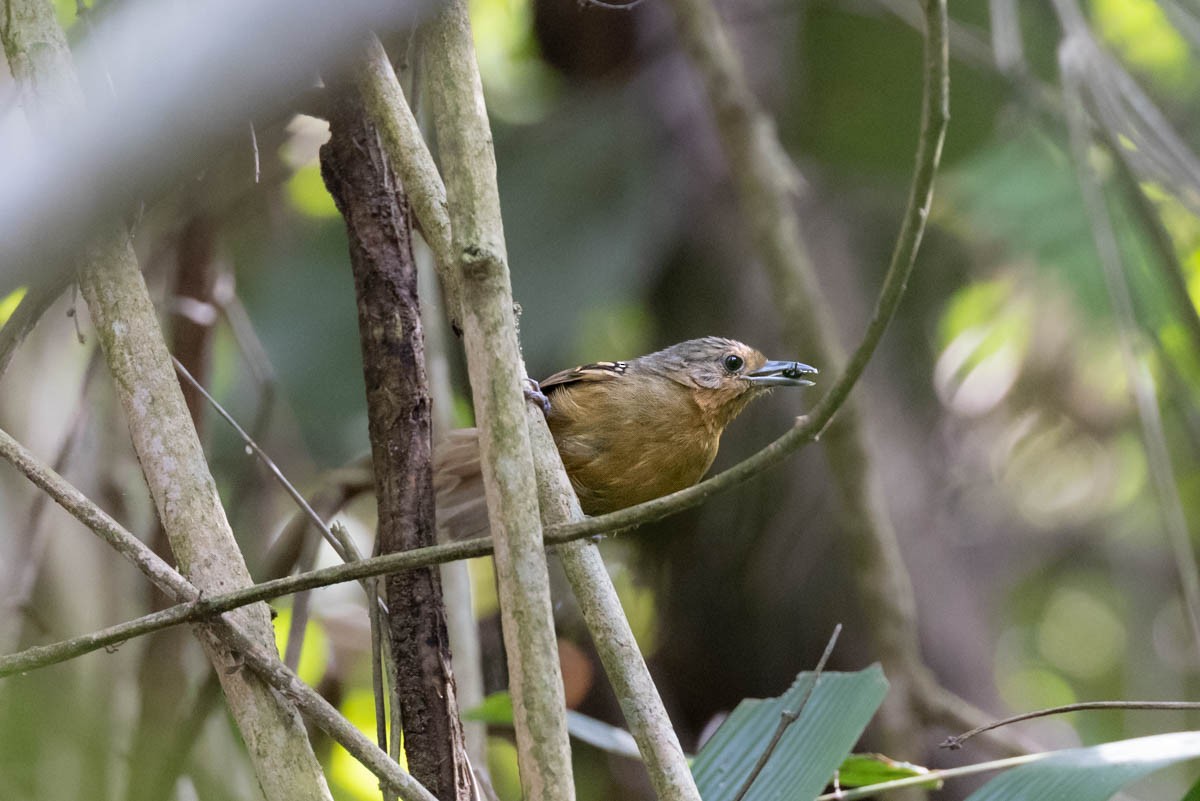 Ornate Stipplethroat - ML645448486