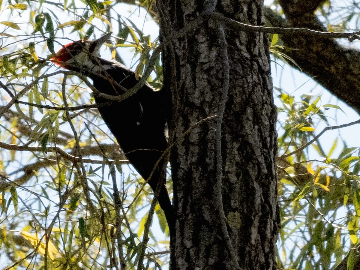 Pileated Woodpecker - ML645448508