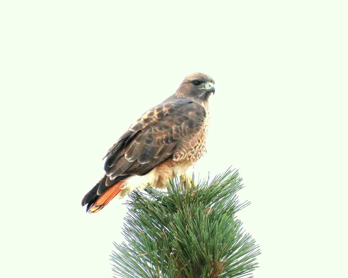 Red-tailed Hawk - ML645448510