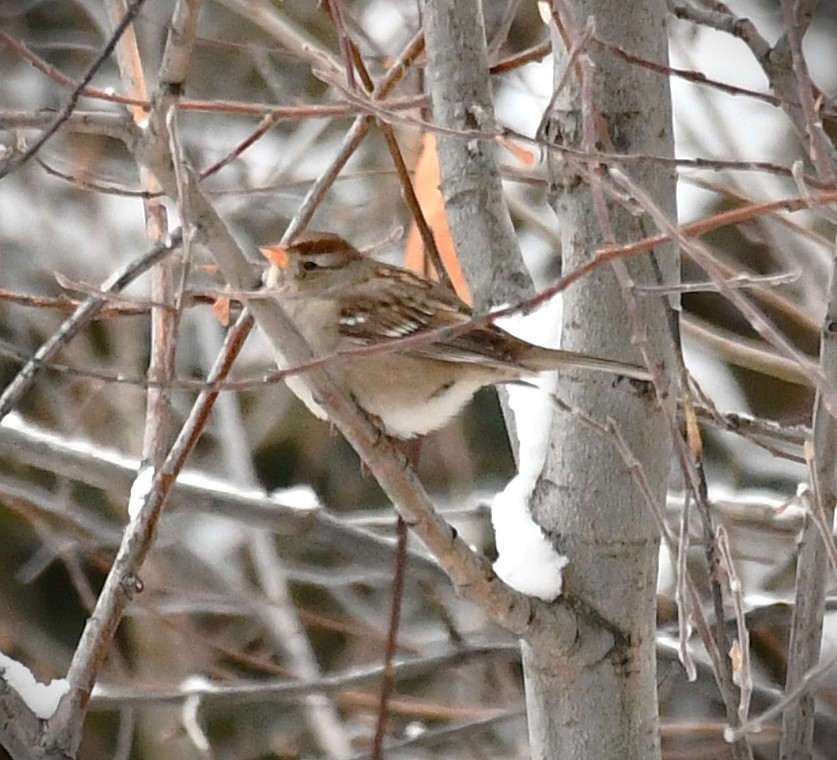 White-crowned Sparrow - ML645448512