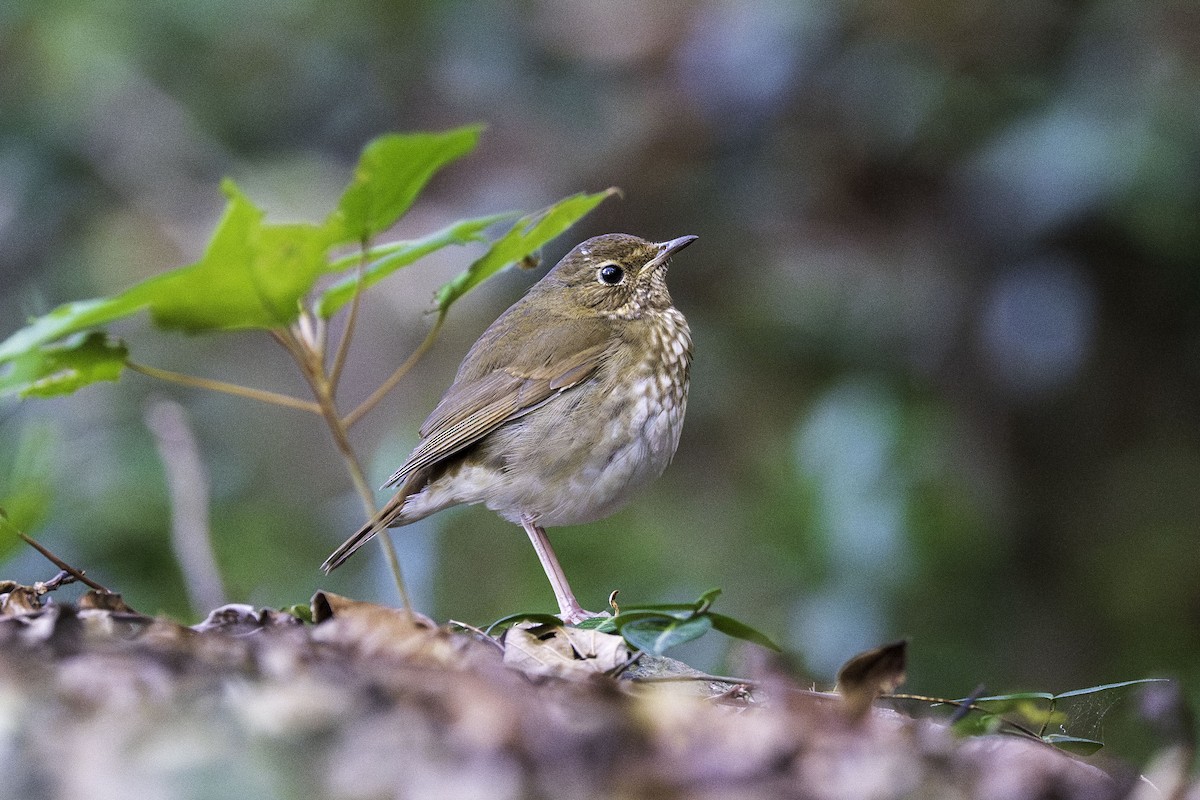 Шийгнээ гургалдай - ML645448517