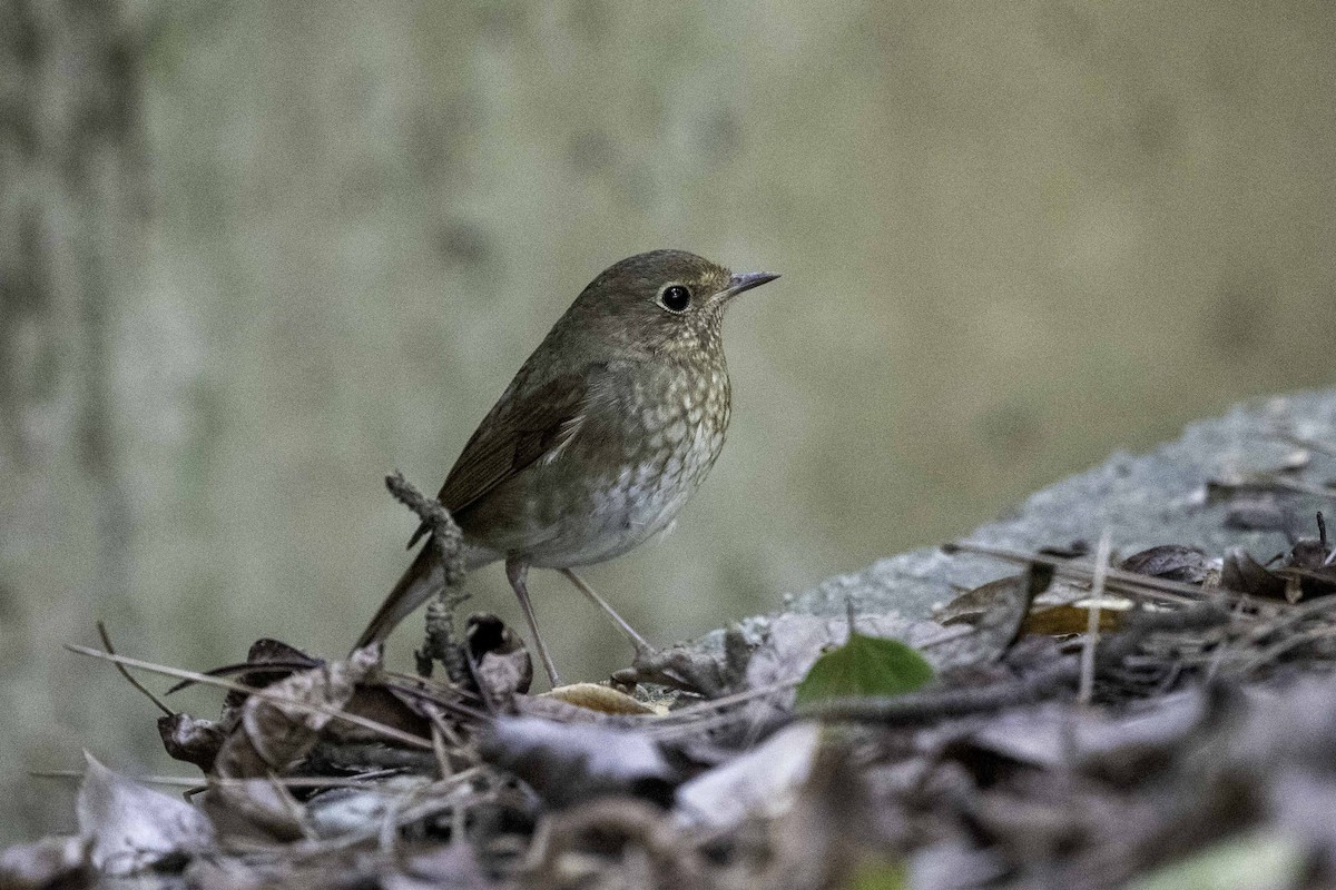 Шийгнээ гургалдай - ML645448518