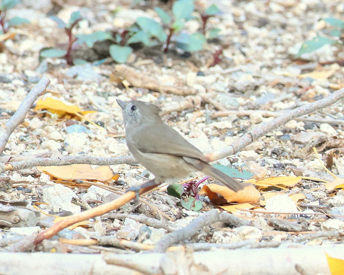 Oak Titmouse - ML645448519