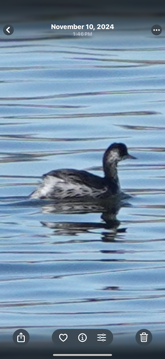 Grèbe à cou noir - ML645448520