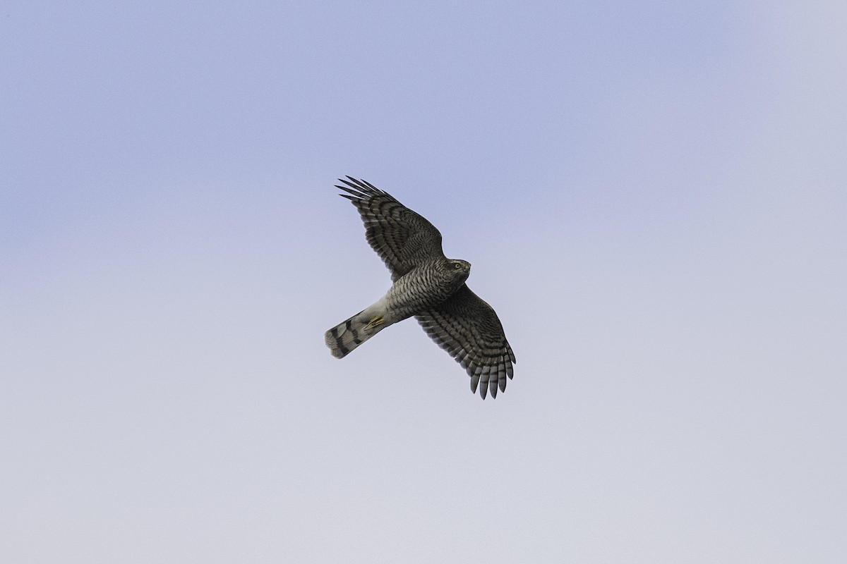 Морин харцага - ML645448534