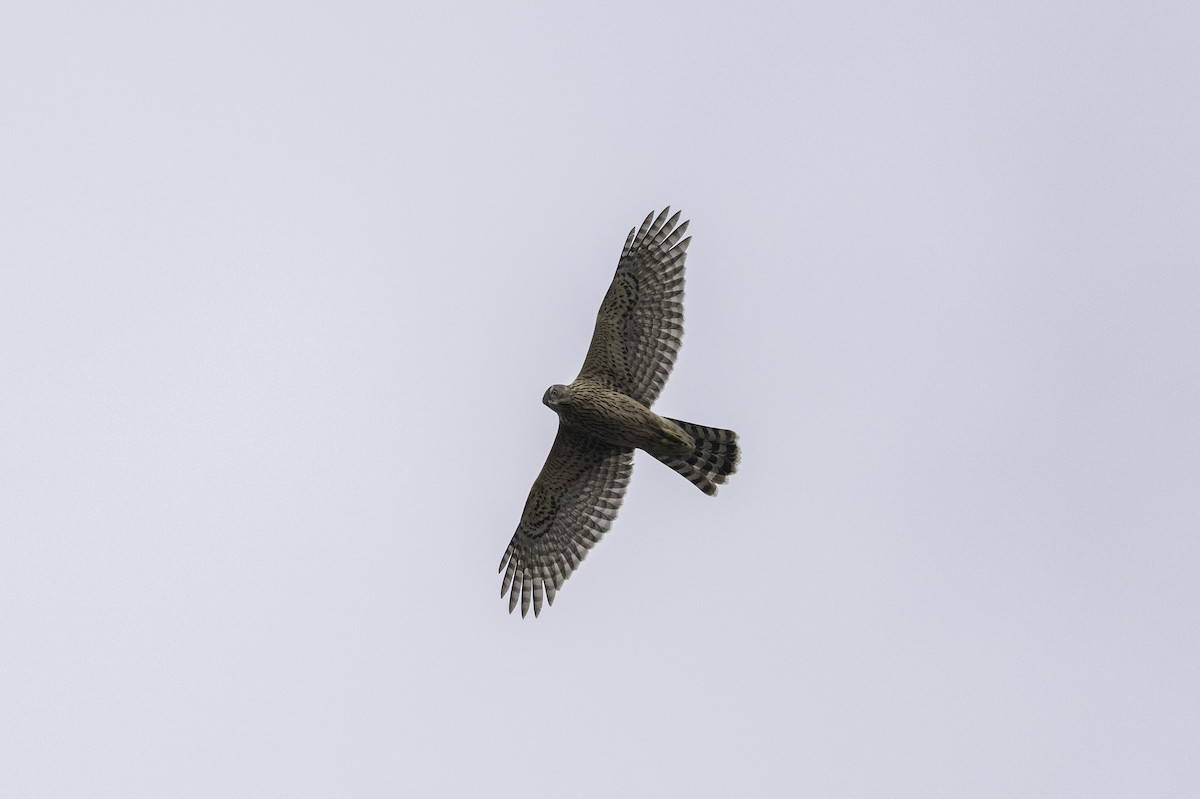 Eurasian Goshawk - ML645448539