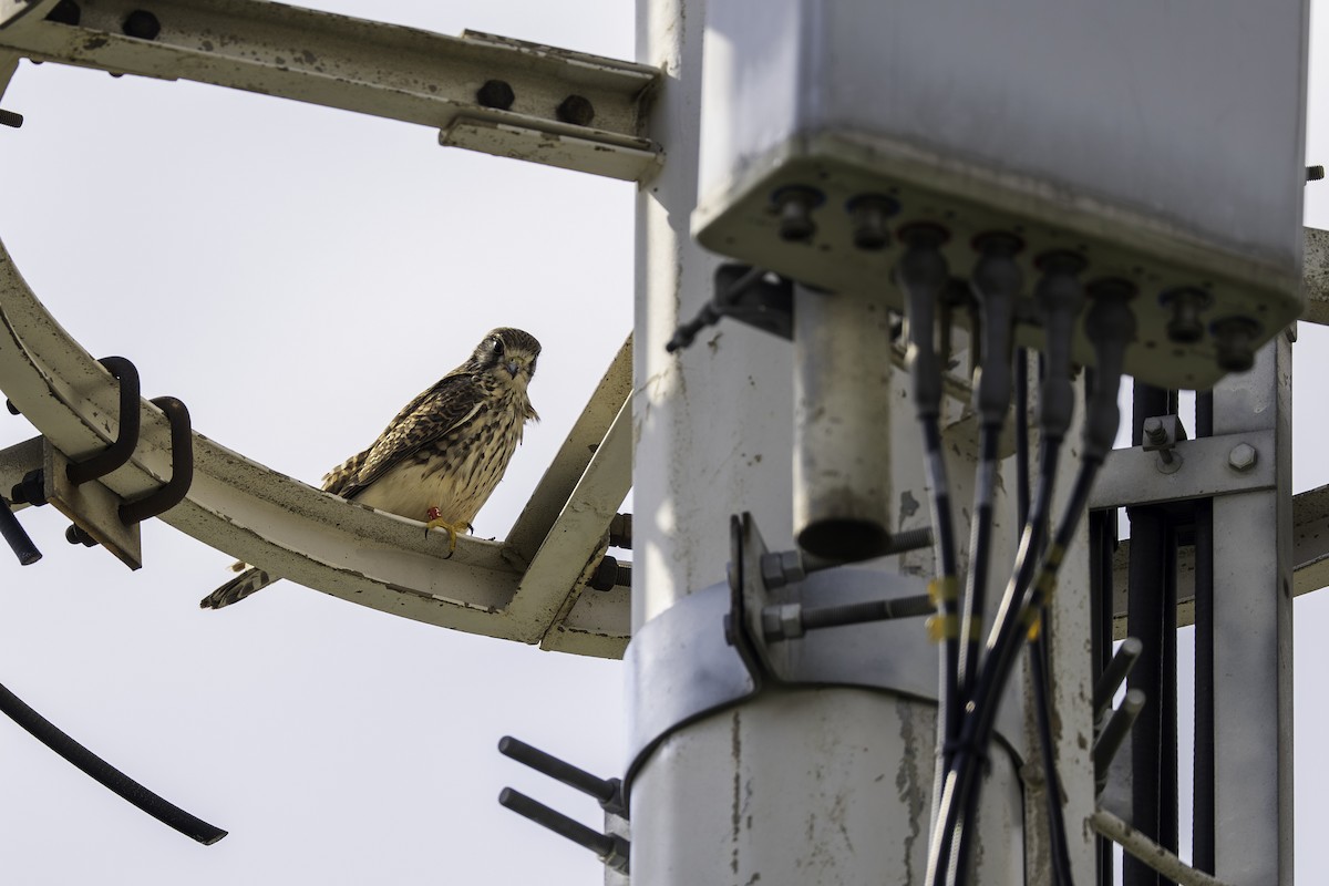 Начин шонхор - ML645448545