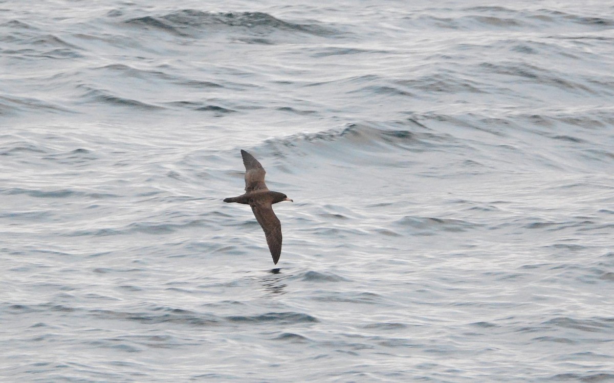 アカアシミズナギドリ - ML645448549