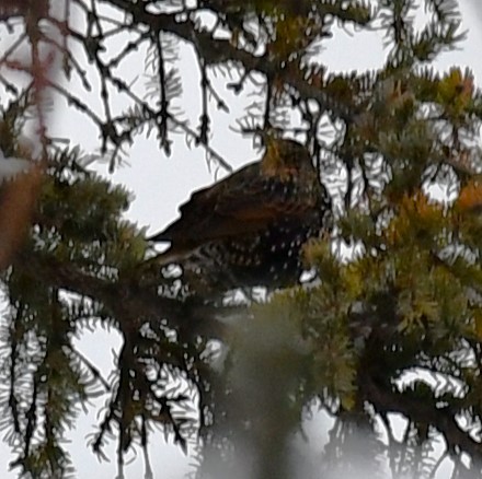 European Starling - ML645448550