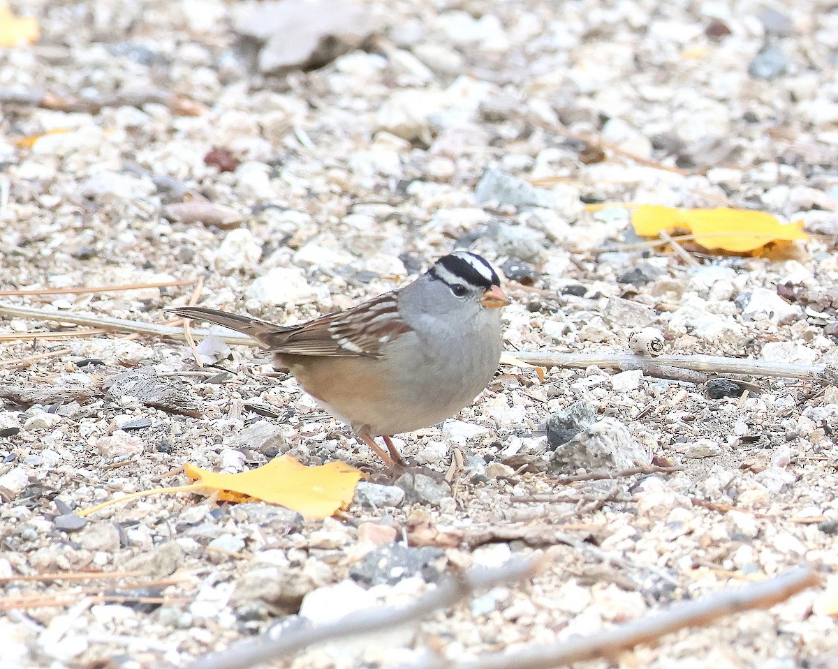White-crowned Sparrow - ML645448574