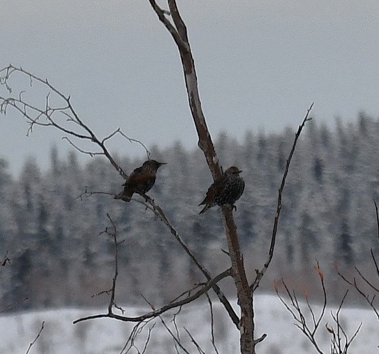 European Starling - ML645448575